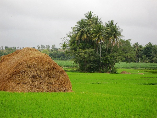 ശ്രീരംഗപട്ടണ