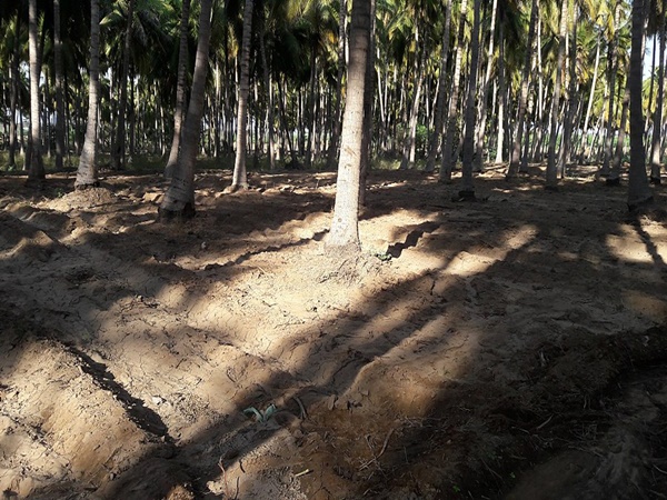 തമിഴകത്തെ പരിഷ്കൃതർ