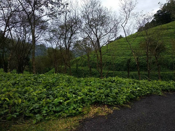 അമ്പൂരിയിലെ കാഴ്ചകൾ