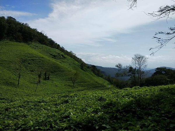 കാളിമല
