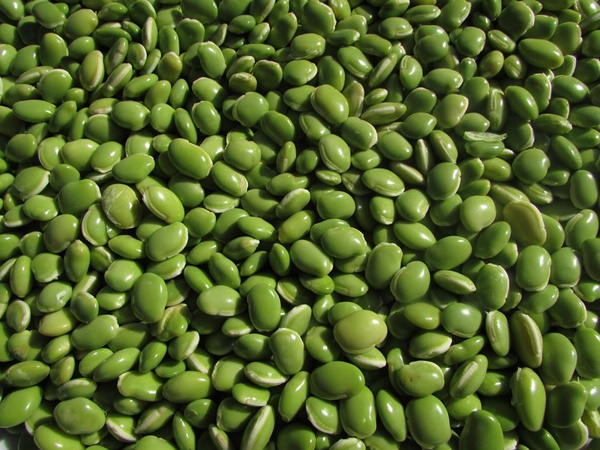 വെന്ത ബീന്സിൽ നിന്നുണ്ടായ ബാംഗ്ലൂർ