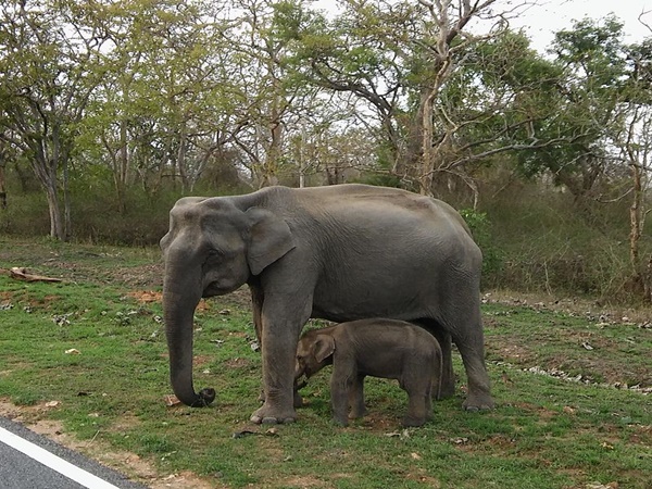 ദർശനം തരുന്ന കാട്ടുമൃഗങ്ങൾ