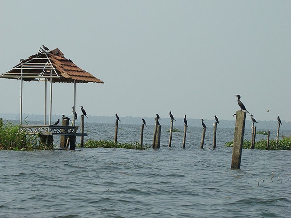 കുമരകം പക്ഷി സങ്കേതം