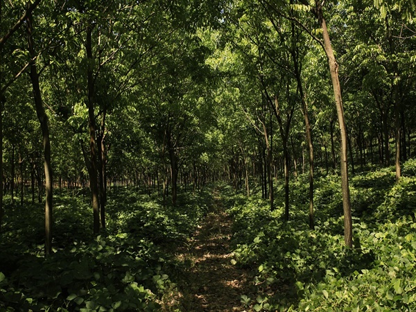 ആൻഡമാനിലെ റബർതോട്ടങ്ങൾ