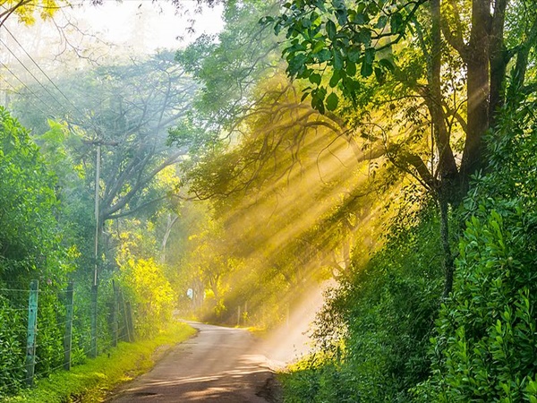 മസിനഗുഡി