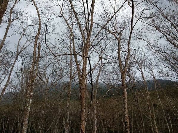 അമ്പൂരിയിലെ കാഴ്ചകൾ