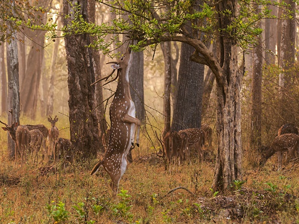 നാഗർഹോളെ ദേശീയോദ്യാനം