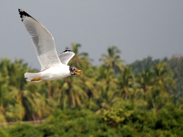 കടലുണ്ടി പക്ഷി സങ്കേതം