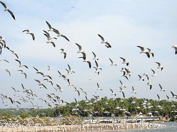 കടലുണ്ടി പക്ഷി സങ്കേതം
