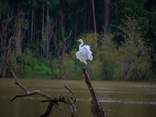ലോകത്തെങ്ങും നിന്നുള്ള ദേശാടന പക്ഷികൾ