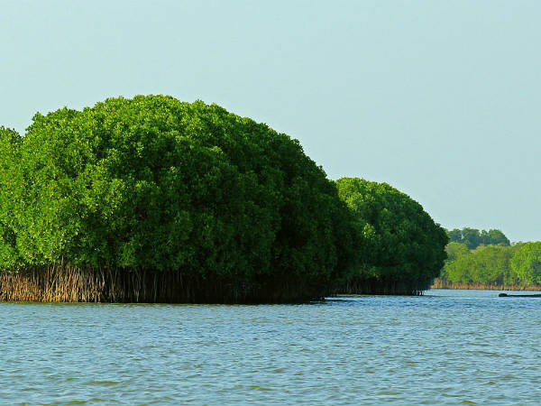 പിച്ചാവരം