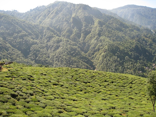 ഡാർജലിങ്ങിന്റെ തുടക്കം
