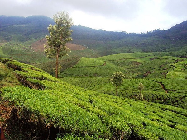 കാഴ്ചയിലെ ഭംഗി മാത്രമല്ല