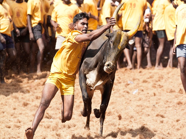 മധുരയിലെ ജെല്ലിക്കെട്ട്