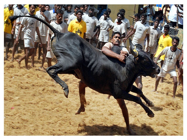 ജെല്ലിക്കെട്ട്, തമിഴ്നാട്