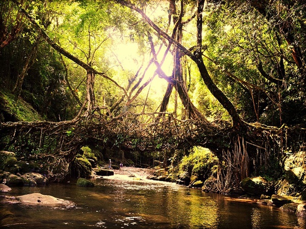 ജീവിക്കുന്ന വേരുകളുടെ കഥ പറയുന്ന ദവാക്കി