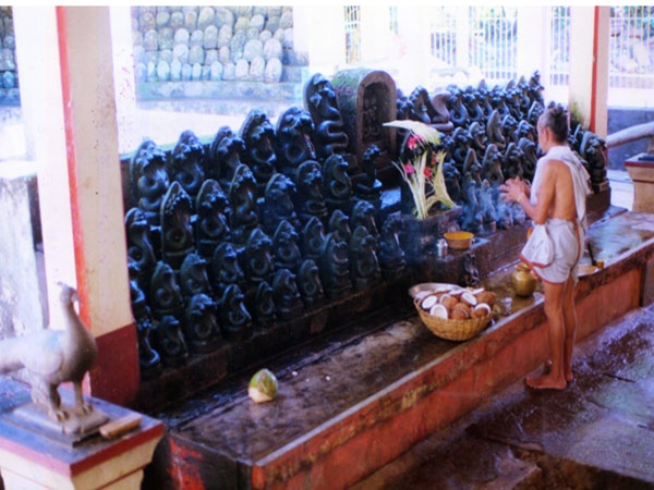 നാഗ വനം