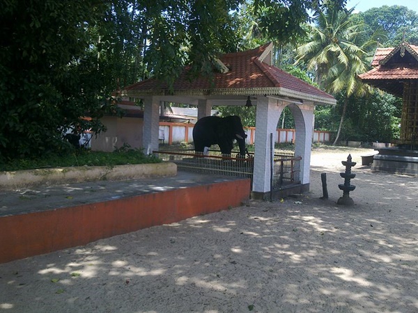 ഒറ്റക്കൊമ്പൻ