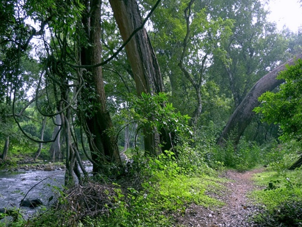 വെള്ളരിമല