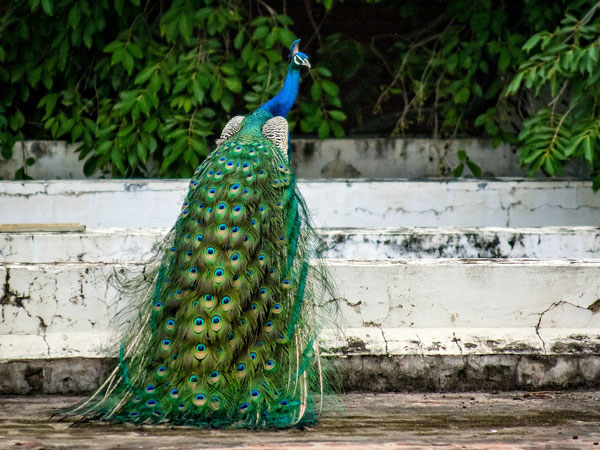 ബൻകാപുര