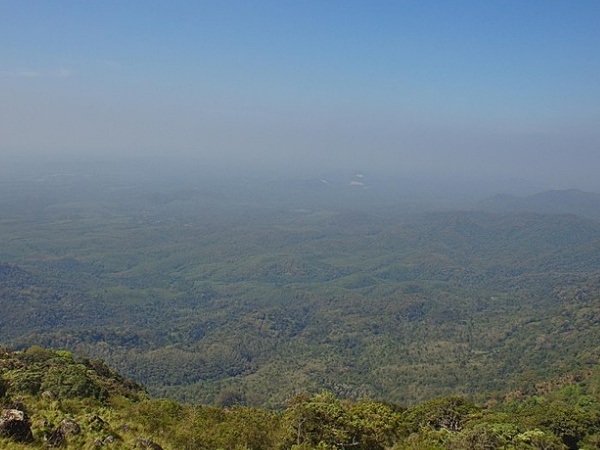പാലോട്