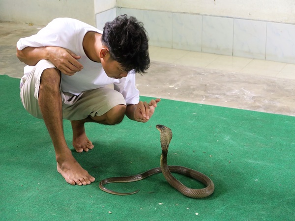 വിഷമുണ്ടെങ്കിലും മരണമില്ല