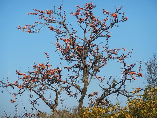 ചന്ദനം മുതൽ ചക്ക വരെ