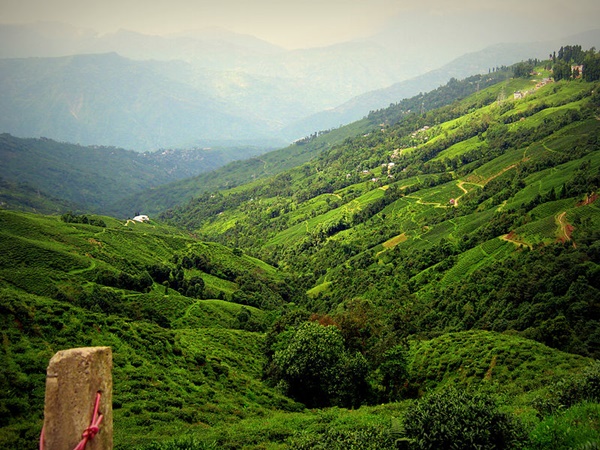 ഡാർജലിങ്