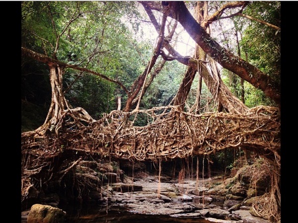 ഉംകര് റൂട്ട് ബ്രിഡ്ജ്(Umkar Root Bridge)