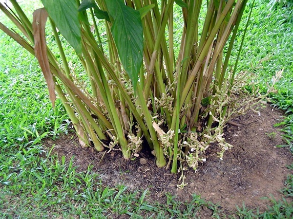 ഏലത്തിൽ കയറിയ നാട്