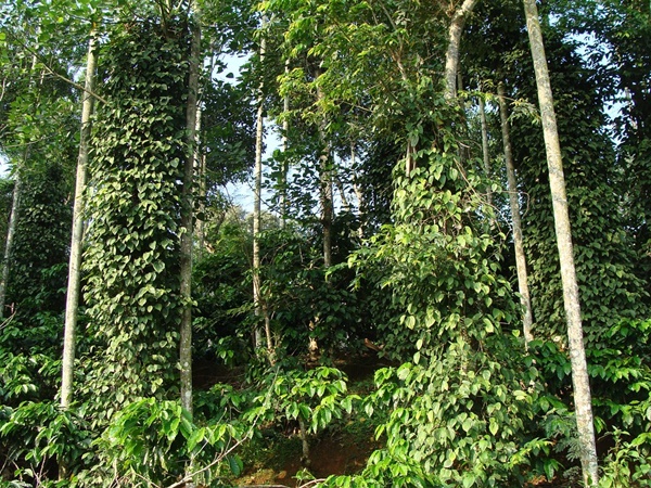 സ്കോട്ലൻഡിനെ തോൽപ്പിക്കും കൂർഗ്