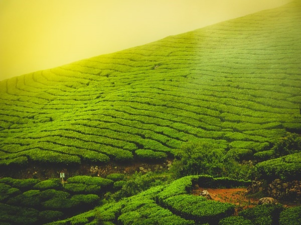 മൂന്നാർ