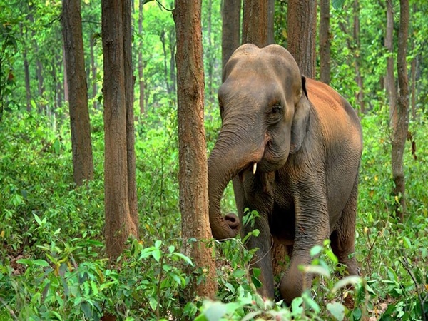 തേൻനോക്കിമല