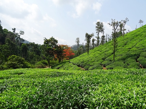 ചിക്കമഗളൂർ