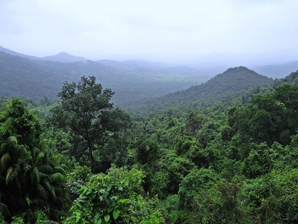 30 ശതമാനം വനം!