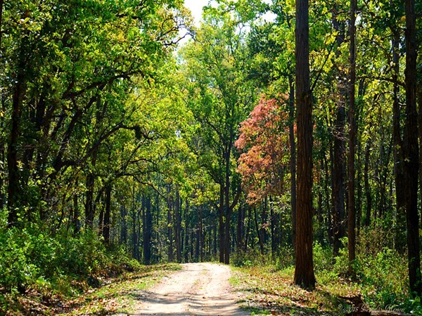 കൻഹാ ദേശീയോദ്യാനം, മധ്യപ്രദേശ്