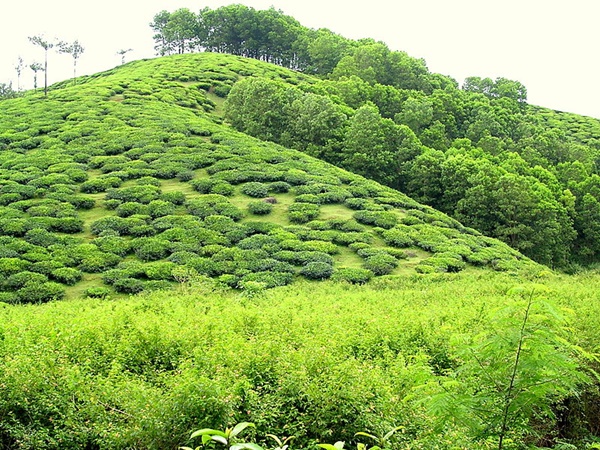 വണ്ടിപ്പെരിയാർ