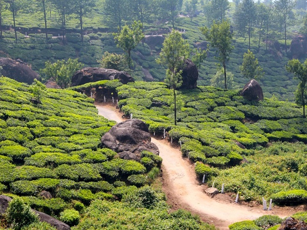 തേയിലത്തോട്ടങ്ങൾ