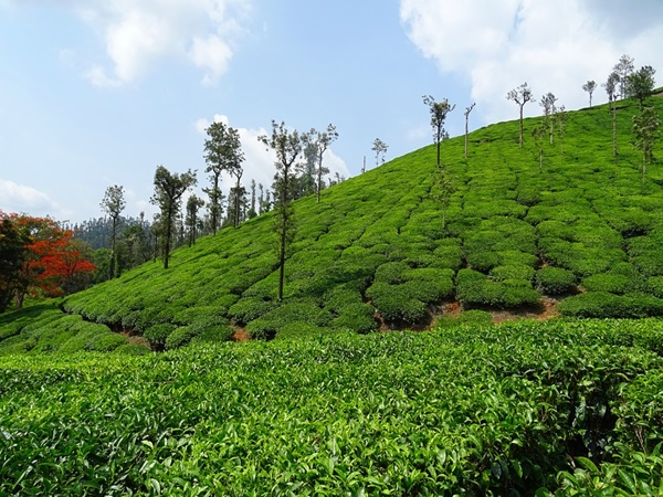 ചിക്കമഗളൂർ
