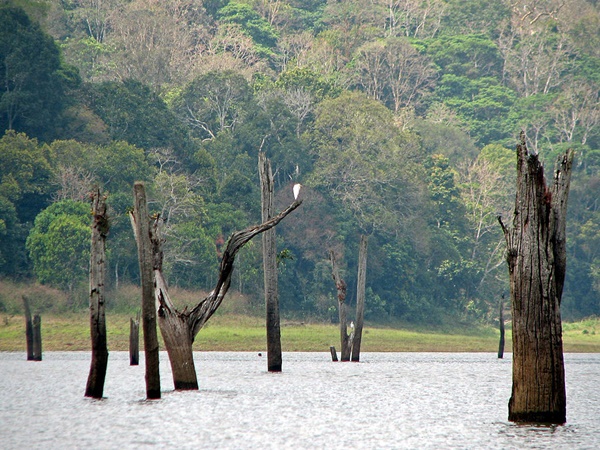 തേക്കടി