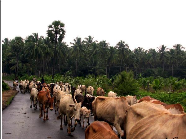 തെങ്കാശി കടന്ന്