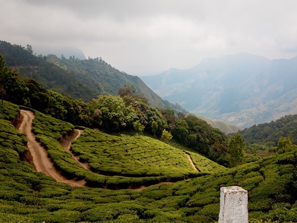 ചായയുടെ ചരിത്രമറിയാം