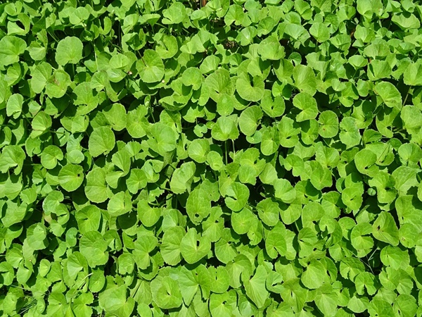 നെല്ലുവായി ഏകാദശി