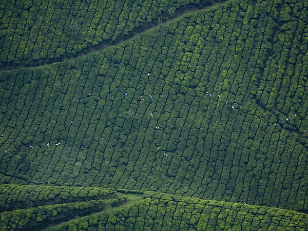 മൂന്നാർ