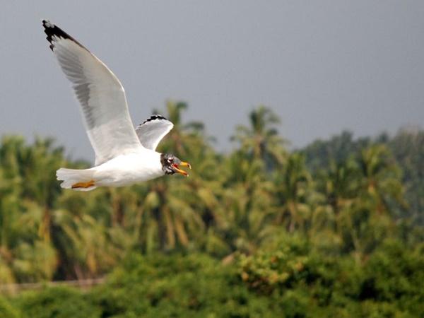 കടലുണ്ടി പക്ഷി സങ്കേതം