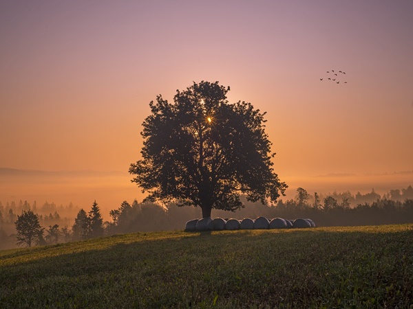 നാട് കീഴടക്കിയ കാട്