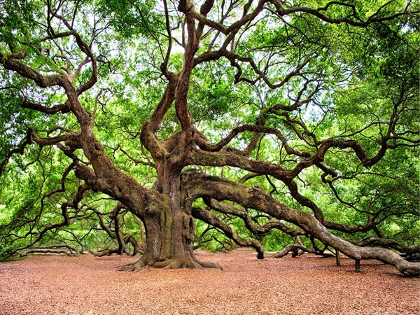 ഏറ്റവും ഉയരമേറിയ മരത്തില് കയറാം
