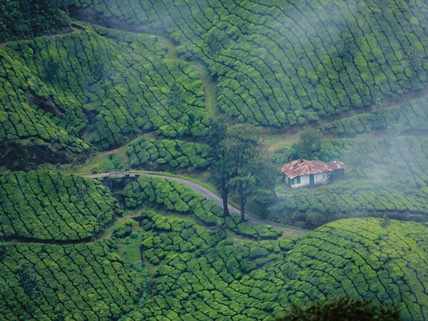 ചിന്നക്കനാല് ടീ എസ്റ്റേറ്റ്