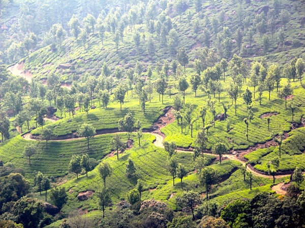 വയനാട്