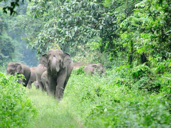 ദുവാര്സിനി